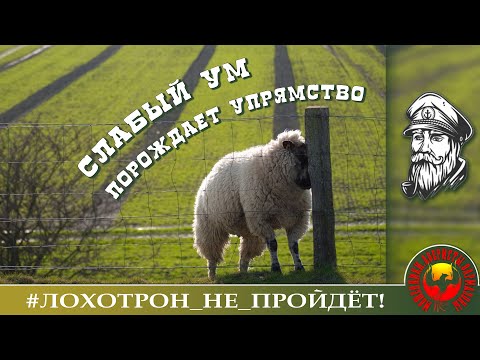Видео: Слабый ум порождает упрямство. (Автор - Моряк Андрей).