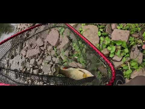 Видео: Думав головень важить 1кг, а там велетень