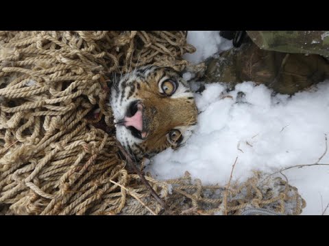 Видео: Тигренок попал в смертельную ловушку, тигрице пришлось идти за помощью к людям