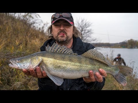Видео: Как Поймать Судака Осенью на Джиг-риг