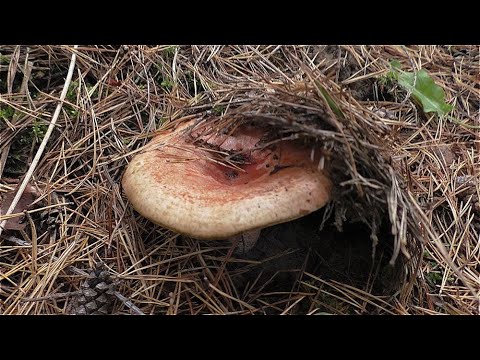 Видео: РЫЖИК РЫЖЕНЬКИЙ МАСЛЯТКИ и НАШЁЛ ПОЛЯНУ ГРИБОВ! Поход с утра ПО ГРИБЫ В ЛЕС!