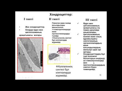 Видео: Гистология. Қанқа тіні.