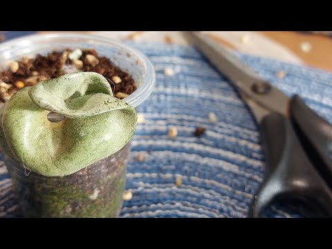 Видео: Распаковка хойи, не скажу какой. Показываю хойи компакты разные Hoya compacta