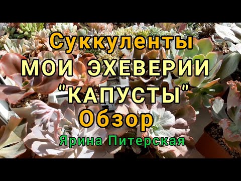 Видео: Мои эхеверии "капусты".Обзор.