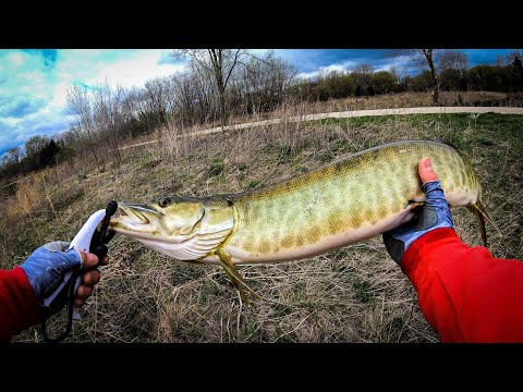 Видео: Щука Маскинонг на спиннинг с берега. Рыба моей мечты !!!!