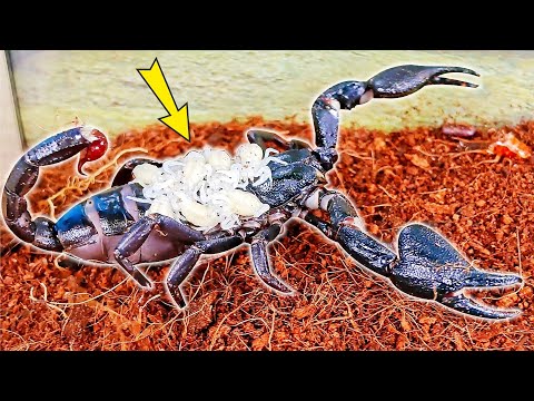 Видео: Скорпион неожиданно родил кучу малышей! Что я с ними буду делать?