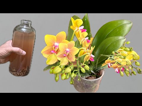 Видео: Вылила на корни 1 флакон! Орхидеи цветут круглый год.