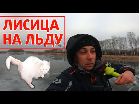 Видео: Рыбалка на мормышку по первому прозрачному льду!  Как ловить на мелководье?
