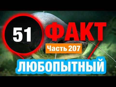Видео: 51 Впечатляющий Факт В Который Сложно Поверить