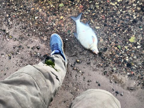 Видео: Фидер Наловил Деду Леща🐟🐟🐟😁😁😁 отчет 06.09. 2025