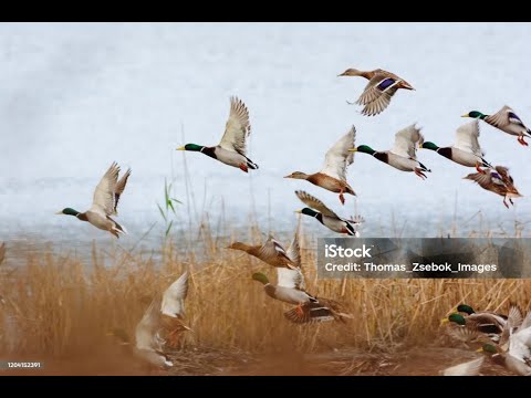 Видео: Үйрекке аңшылық. Охота на уток закрытие сезона 30.12.2024