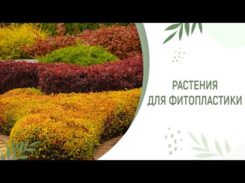 Видео: ИДЕАЛЬНЫЕ РАСТЕНИЯ ДЛЯ ФИТОПЛАСТИКИ