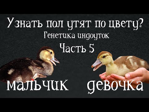 Видео: ШОКОЛАДНЫЙ ГЕН. Генетика индоуток: часть 5. Сцеленность окраса с полом. Окрасы индоуток.