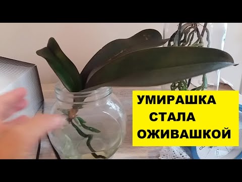 Видео: УМИРАШКА СТАЛА ОЖИВАШКОЙ