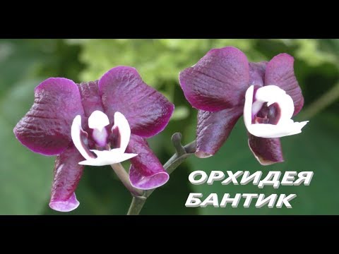 Видео: Kaoda Twinkle долгожданное событие.