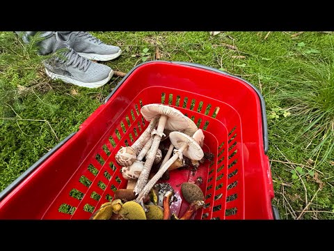 Видео: Мухоморы на пробу😅/ скучный шулюнг 18. September 2025