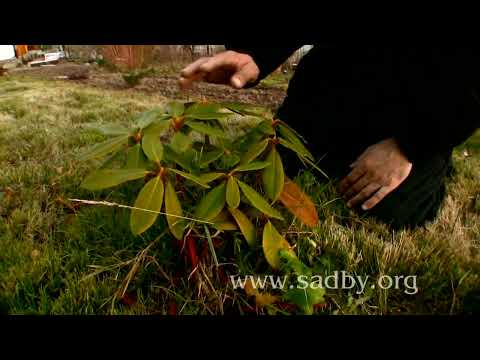 Видео: Секреты ухода за рододендроном  как обрезать и укрыть на зиму ❄️