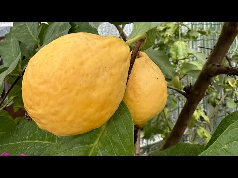 Видео: Псідіум Гуайява ( гуава ) грушоподібна у грунті теплиці .