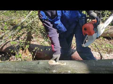 Видео: Валка Граба в солнечную погоду Stihl MS 361