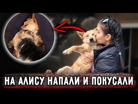 Видео: На Алису Кинулась Айза, ревность!  Собачки очень нуждаются в добрых руках, присмотритесь пожалуйста.
