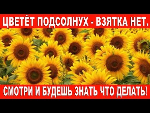 Видео: Цветёт подсолнух - взятка нет. Смотри и будешь знать что делать!