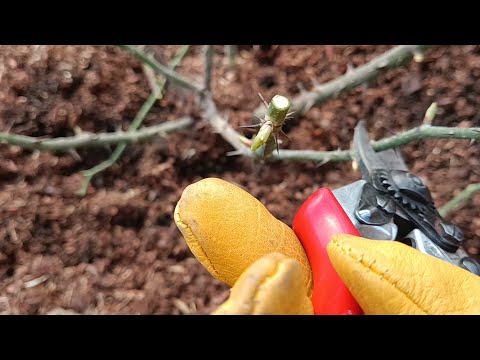 Видео: ЧЕРНЫЕ РОЗЫ ПОСЛЕ ЗИМЫ. БУДЕМ СПАСАТЬ?