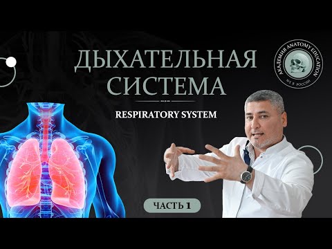 Видео: Дыхательная система часть 1 / Respiratory system part 1