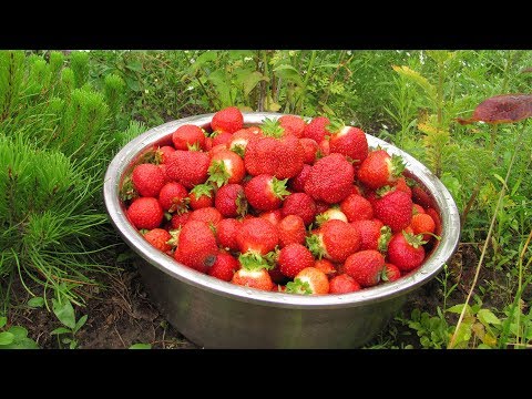 Видео: 5 важных дел в июне на землянике