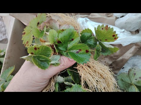 Видео: Таку росаду я б не купила