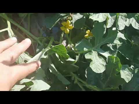 Видео: Зачем подвязала арбузы. Убираю чеснок. Очередной пересорт.#жизньвдеревне#алтайскоесело#огород