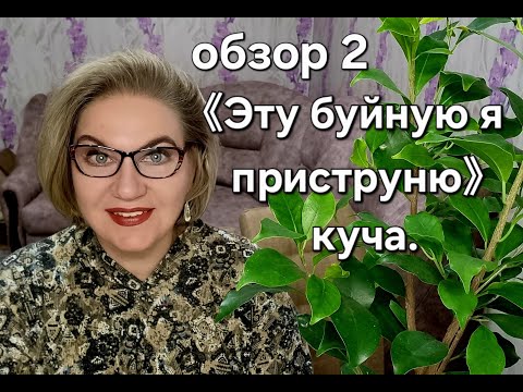 Видео: "Эту буйную я приструню" куча.