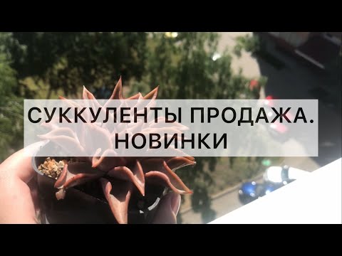 Видео: Суккуленты новинки. Продажа суккулентов. Июнь 2022