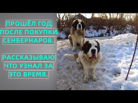 Видео: Сенбернары - Питание, содержание, охрана, характер.