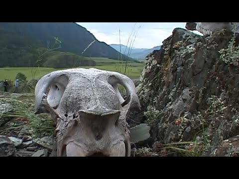 Видео: "Координаты: Алтай" - урочище Калбак-Таш (Бийское телевидение)