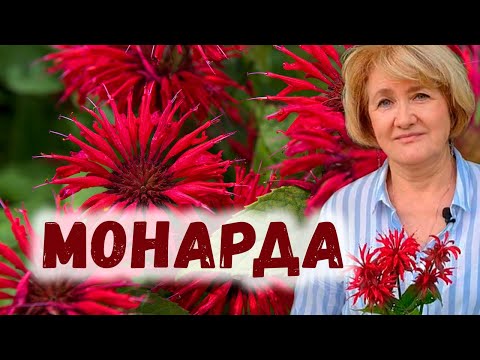Видео: Монарда – природный антибиотик