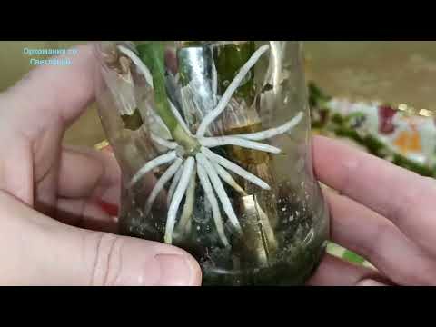 Видео: Дендробиум Нобиле. Что делать с засыхающими стволами отцвевшего дендробиума Нобиле?