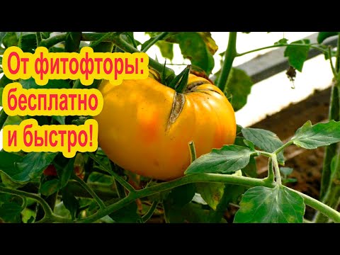 Видео: Бесплатный приём от фитофторы