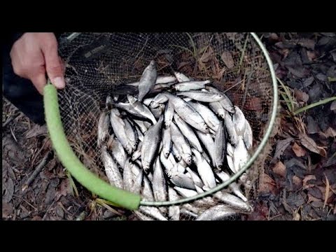 Видео: Ловля на ПОПЛАВОК уклейки весной и осенью! Оснастка+кормление=ЖОР! Жареная в манке УКЛЕЯ