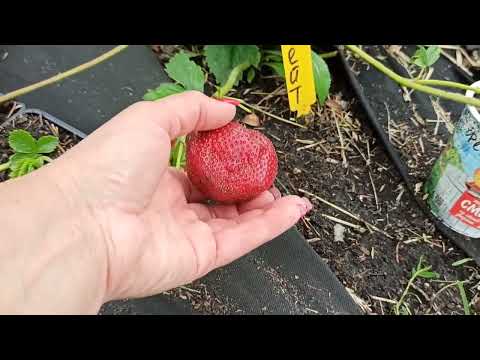 Видео: Подкормки на сортах-нейтралах земляники! Немножко о сорте КСД Фейт!