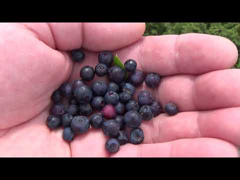 Видео: ОТ ЗАСЛОН СПАНО ПОЛЕ ДО ВРЪХ СИНАНИЦА