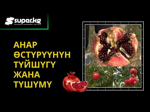 Видео: “Анар өстүрүү ракат, алар мага баламдай эле” дейт багбан