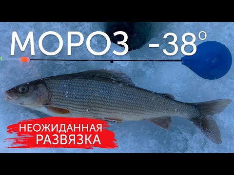 Видео: ЭТО НАДО ВИДЕТЬ! Что я нашёл в желудке у хариуса! Зимняя рыбалка в лютый мороз