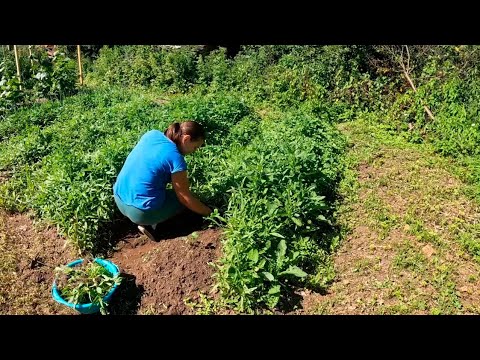 Видео: Мы долго работали, чтобы поехать в это путешествие