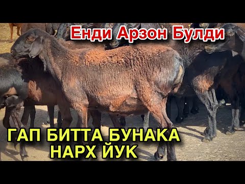 Видео: 7 октября 2025 г.БУГОЗ КУЙ НАРХЛАРИ! Мендан Арзони Йук! 