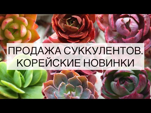 Видео: Продажа суккулентов. Корейские новинки. 23.04.2023