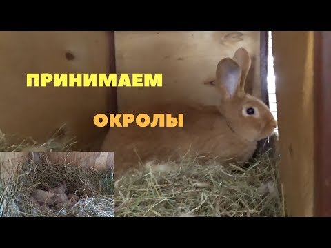 Видео: Окролы и гнёзда калифорнийских и бургундских кроликов ЛПХ Моряк