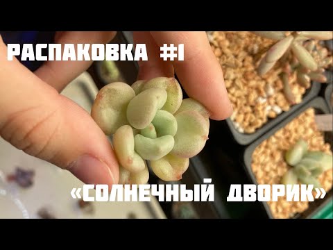 Видео: Распаковка посылки с суккулентами  #1 Эхеверия, которую я давно хотела!