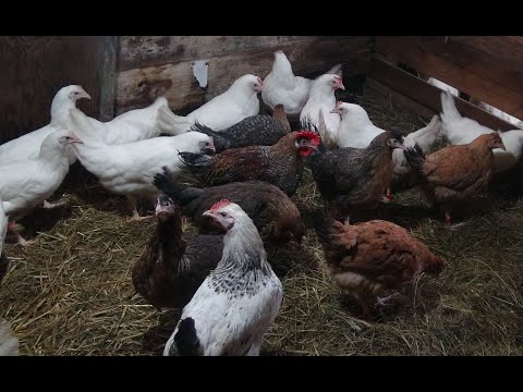 Видео: Овцы, голуби, куры, попугаи, черная львинка и т.д.