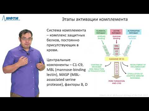Видео: Лекция 10.2. Врожденный и приобретенный иммунитеты. Трофимов В.В., МФТИ (2021)