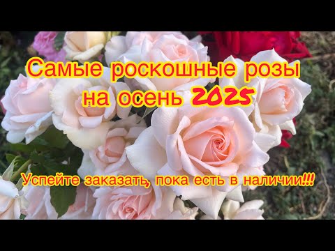 Видео: Самые роскошные розы на Осень 2025!! Успейте заказать, пока в наличии!!